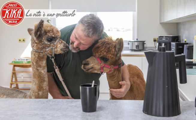 31-07-2024 - Annie: l'alpaca che crede di essere un cane